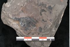 Foto (Detailansicht) von Dictyophyllum obtusilobum Sch. (NHMW-GEO-2024-0188-10504)